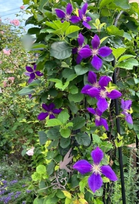 thumbnail_IMG_4458_1