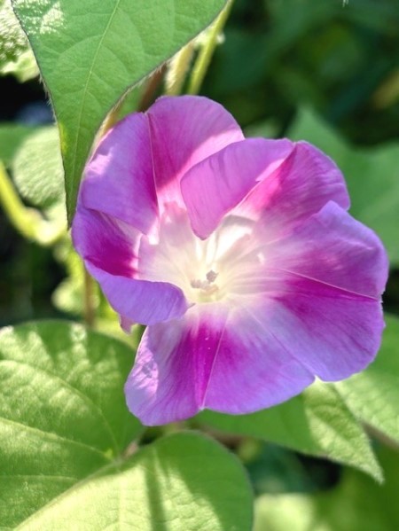 thumbnail_IMG_0052 (3)