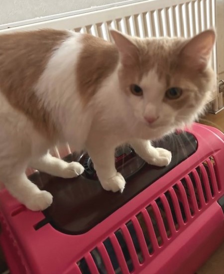 thumbnail_IMG_1242 (2)