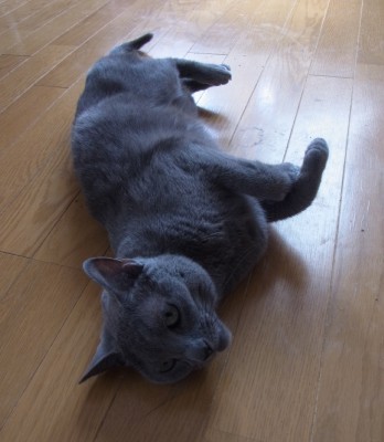 「猫だらけ」