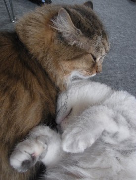 「猫だらけ」