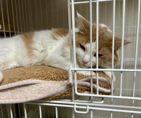 thumbnail_IMG_2978 (2)