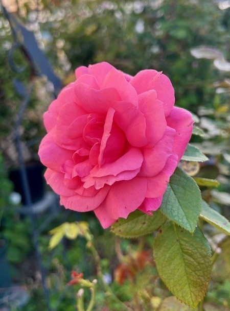 thumbnail_IMG_2948 (2)