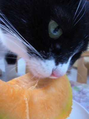 「猫だらけ」