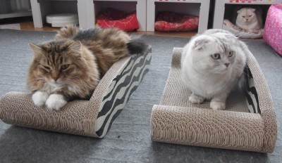 「猫だらけ」