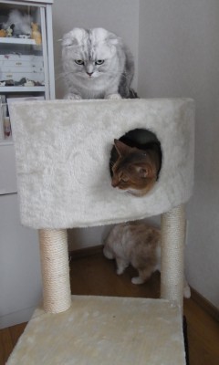 「猫だらけ」