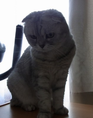 「猫だらけ」