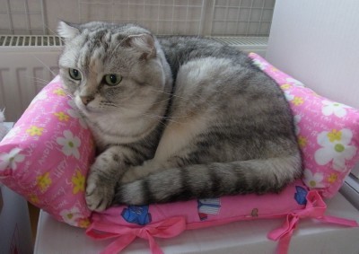 「猫だらけ」