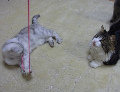 「猫だらけ」