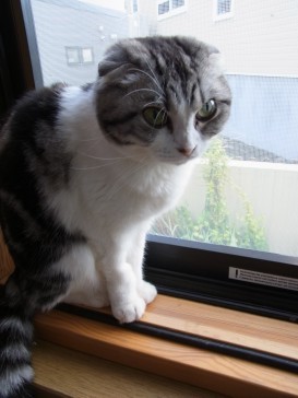 「猫だらけ」