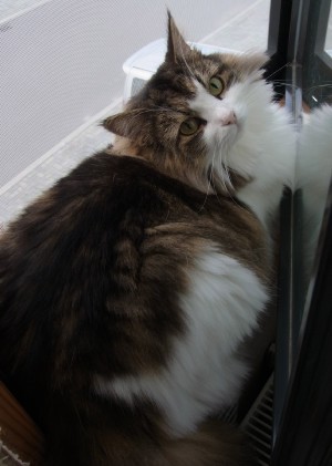 「猫だらけ」