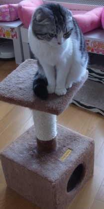「猫だらけ」