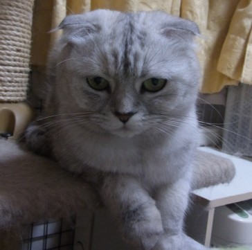 「猫だらけ」