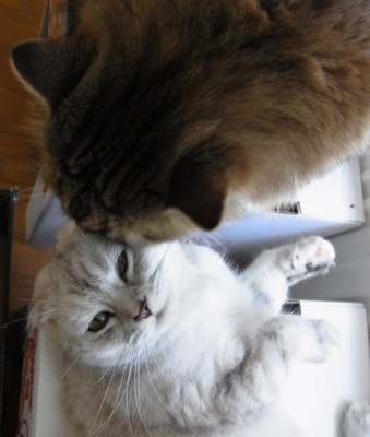 「猫だらけ」