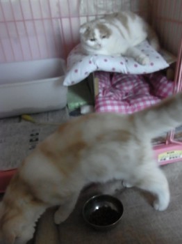 「猫だらけ」