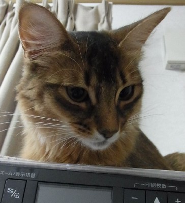 「猫だらけ」