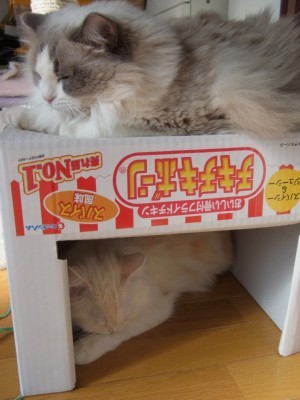 「猫だらけ」