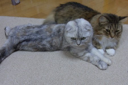 「猫だらけ」