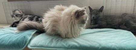 thumbnail_IMG_0267