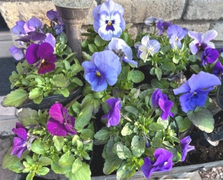 thumbnail_IMG_7898 (1)