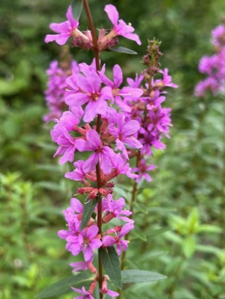 thumbnail_IMG_4459 (1)