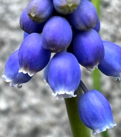 thumbnail_IMG_9616