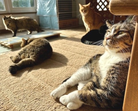 thumbnail_IMG_3981 (1)