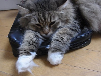 「猫だらけ」