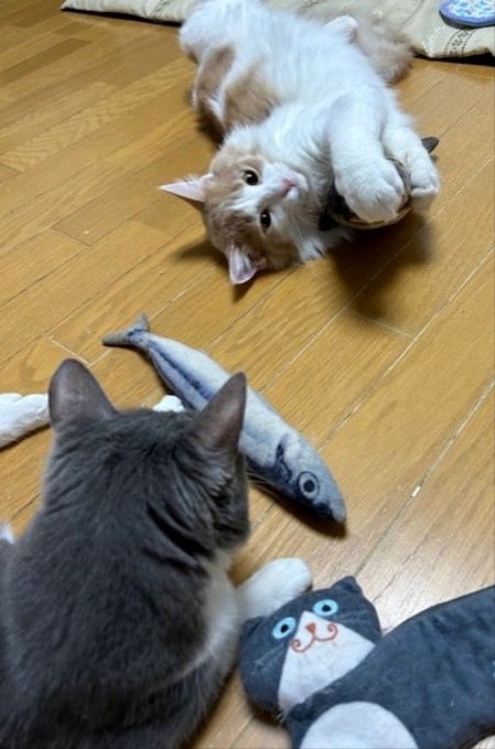 thumbnail_IMG_3095 (1)