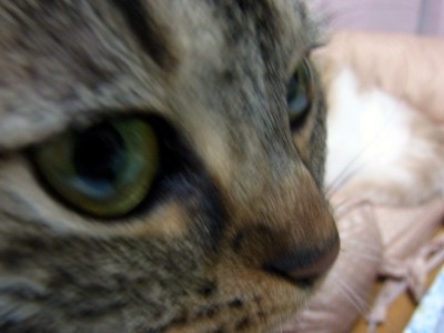 「猫だらけ」