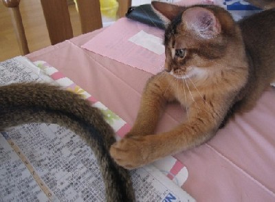 「猫だらけ」