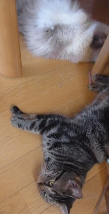 「猫だらけ」