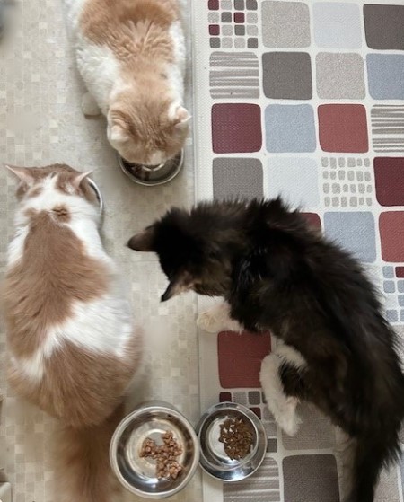 thumbnail_IMG_7815 (1)