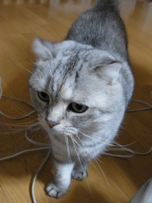 「猫だらけ」
