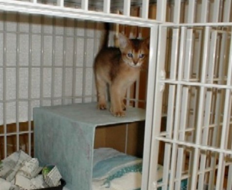 ヴィヴィアン子猫