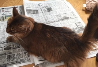 なぜ 猫は新聞の上に乗る 猫だらけ Powered By ライブドアブログ なぜ 猫は新聞の上に乗る 猫だらけ Powered By ライブドアブログ