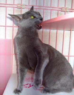 「猫だらけ」