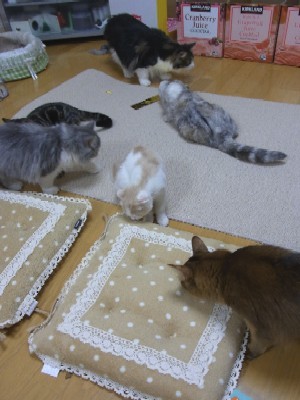 「猫だらけ」