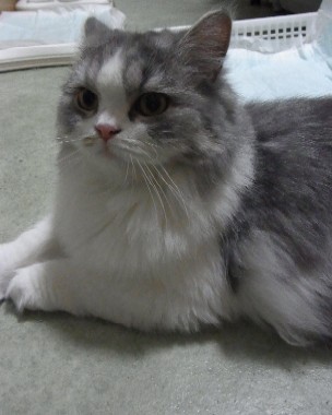 「猫だらけ」