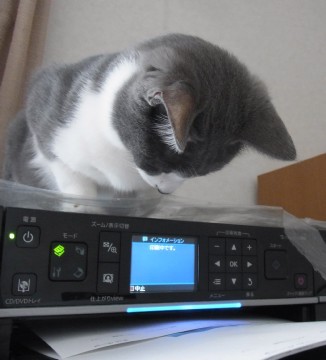 「猫だらけ」