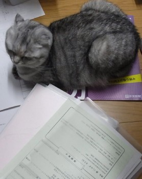 「猫だらけ」