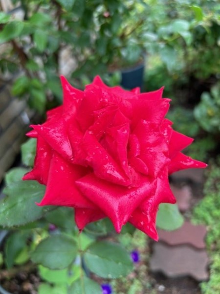 thumbnail_IMG_4470