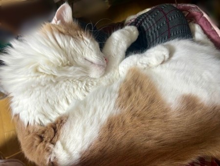 c2aa8372-8ded-411d-9dd7-5d0683d42ab9