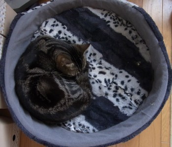「猫だらけ」