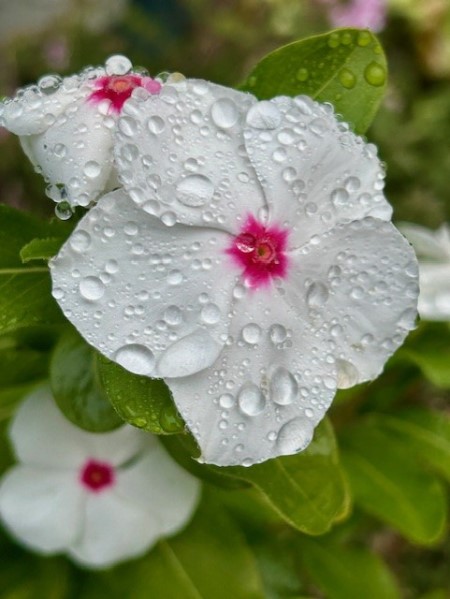 thumbnail_IMG_3549 (1)