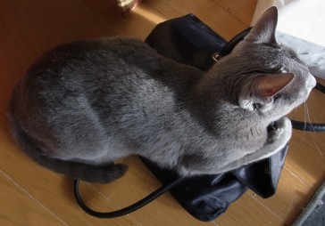 「猫だらけ」