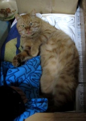 「猫だらけ」