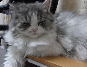 「猫だらけ」