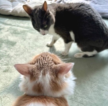 thumbnail_IMG_3364 (1)