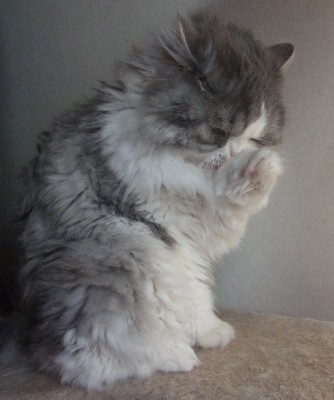 「猫だらけ」